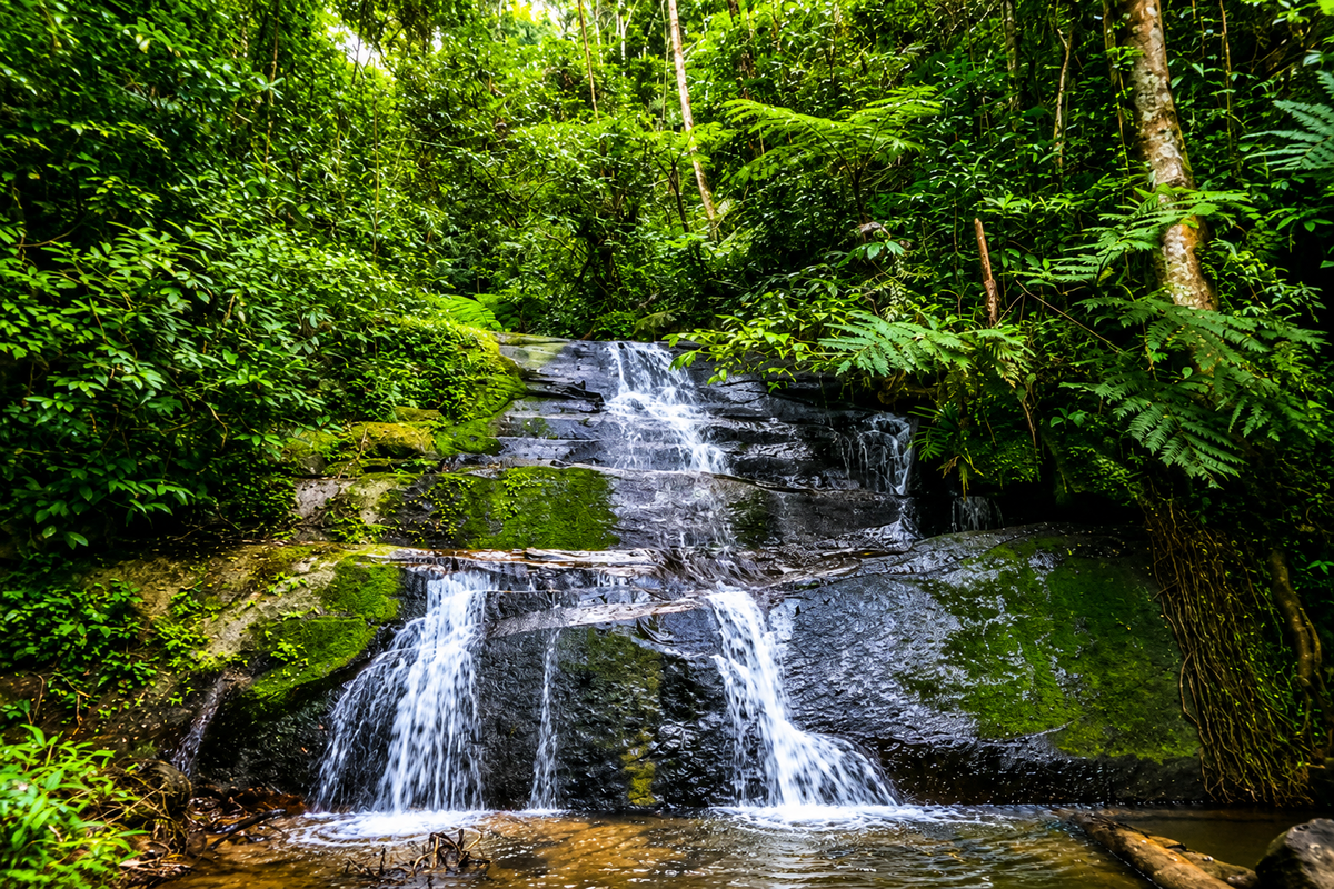 Jungle Trek 3