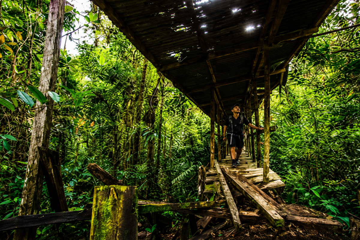 Jungle Trek 4
