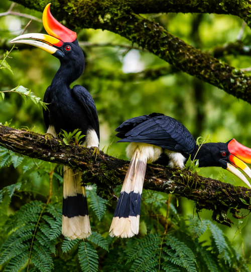 Birds 1