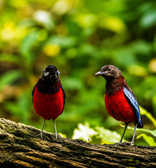 Birds 2
