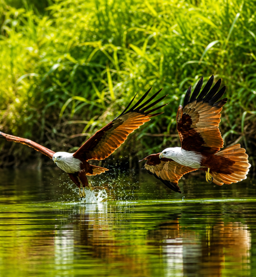 Birds 4