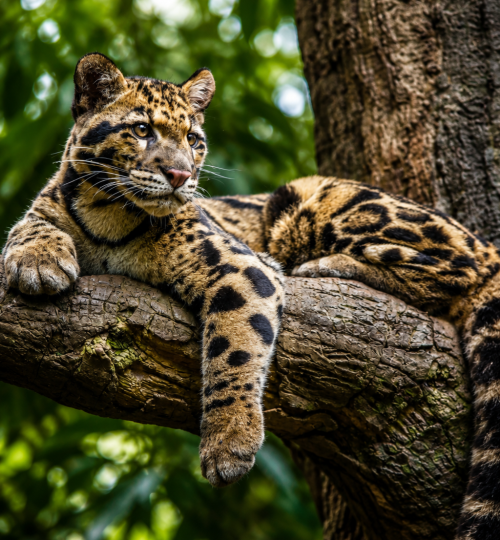 Wild 2